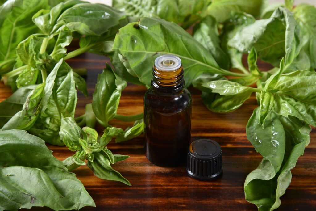 Bouffées de chaleur et ménopause : Le Top 10 des Huiles Essentielles pour les Soulager 16 Huile de basilic pour calmer les bouffées de chaleur à la ménopause