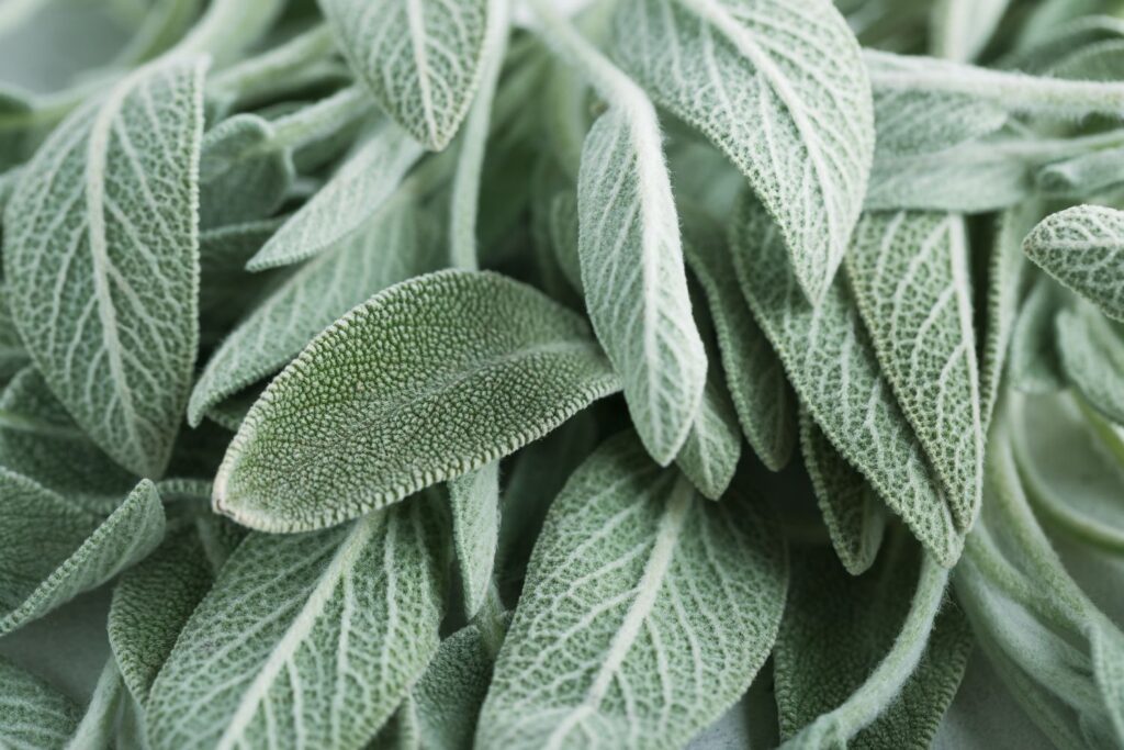Bouffées de chaleur et ménopause : Le Top 10 des Huiles Essentielles pour les Soulager 8 feuilles de sauge sclaree pour calmer les bouffées de chaleur à la ménopause