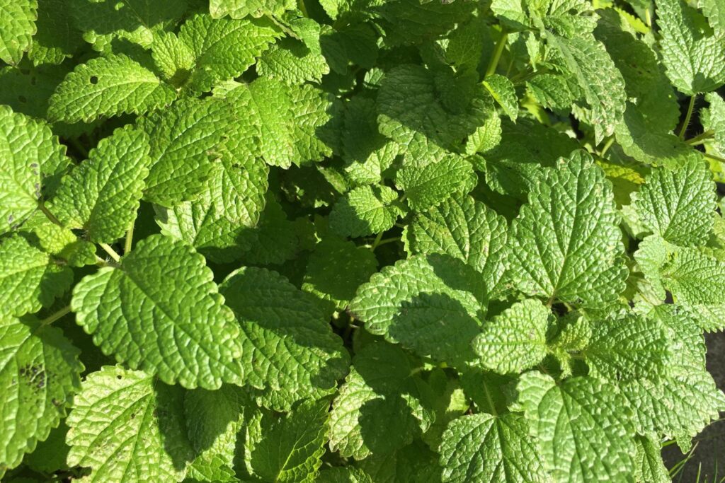 Ménopause et troubles du sommeil : pourquoi nos nuits partent en vrille (et comment les récupérer) 21 plante verte melisse colorée idéale pour ménopause et troubles du sommeil